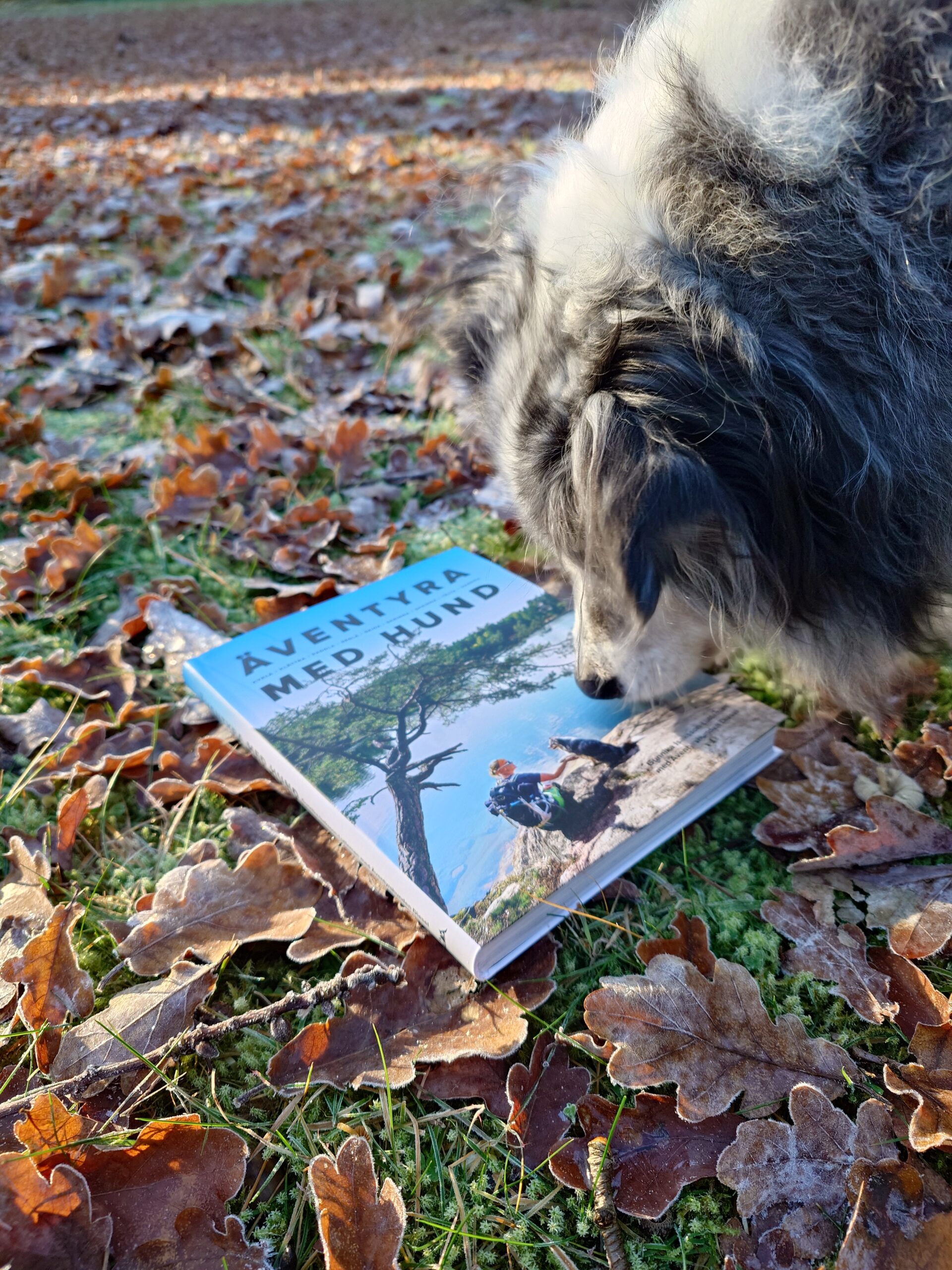 Äventyra med hund - Bild 2